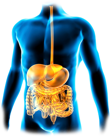 Gastro System